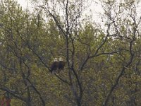 04-11-08-Mattawoman- MG 1064