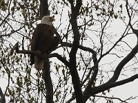 04-11-08-Mattawoman- MG 1084