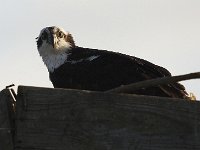 04-13-08-Rt 4- MG 1205