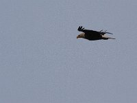 05-03-08-Mattawoman- MG 1392