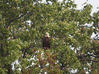 05-03-08-Mattawoman- MG 1508