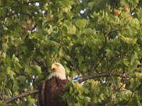 05-03-08-Mattawoman- MG 1563
