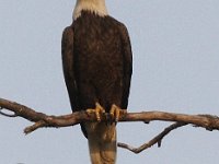 05-03-08-Mattawoman- MG 1693