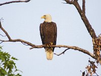 05-03-08-Mattawoman- MG 1745
