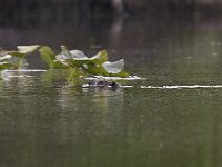 05-03-08-Mattawoman- MG 1758