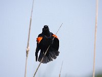 05-03-08-Mattawoman- MG 1825