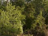 05-18-08-Piscataway MG 2494