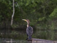 05-18-08-Piscataway MG 2551