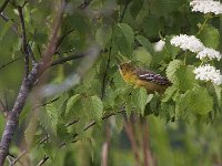 05-18-08-Piscataway MG 2562