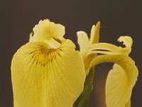 05-18-08-Piscataway MG 2564