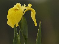 05-18-08-Piscataway MG 2566