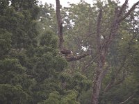 06-01-08-Mattawoman MG 3244