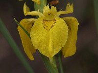 06-01-08-Mattawoman MG 3357