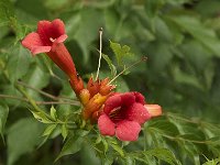 07-04-08-Nanjemoy MG 4648