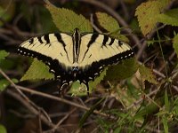 07-27-08-Rocky Gorge MG 4900