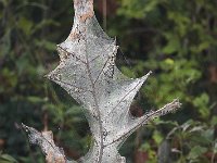 09-14-08-Piscataway MG 6470