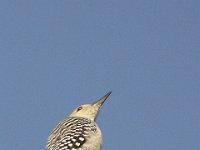 09-14-08-Piscataway MG 6505