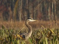 10-11-08-Mattawoman MG 7144