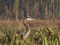 10-11-08-Mattawoman MG 7145