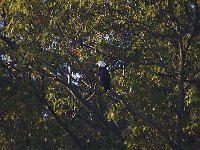 10-26-08-Mattawoman MG 8537
