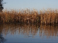 10-26-08-Mattawoman MG 8585