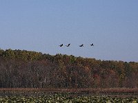10-26-08-Mattawoman MG 8666
