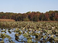 10-26-08-Mattawoman MG 8697