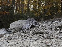 11-01-08-Rocky Gorge MG 9340