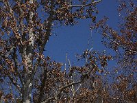 11-11-08-Mattawoman MG 0082