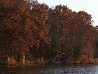 11-11-08-Mattawoman MG 9710