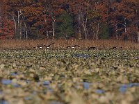11-11-08-Mattawoman MG 9907