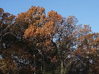 11-11-08-Mattawoman MG 9918