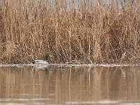 12-29-07-Mattawoman