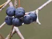12-29-07-Mattawomen- MG 0505
