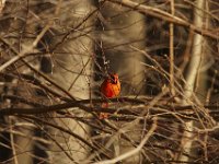 04-18-09-Rocky Gorge-IMG 1681