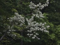 05-16-09-Rocky Gorge-IMG 2881