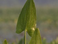 06-07-09-Mattawoman-IMG 3336