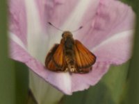 06-13-09-Nanjemoy-IMG 3771