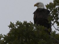 10-12-09-Selbys Landing-7380
