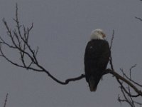 11-21-09-Mattawoman-8301