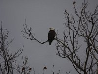 11-21-09-Mattawoman-8319