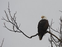 11-21-09-Mattawoman-8331