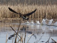 03-20-10-Mattawoman-0180