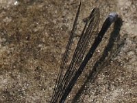06-19-10-Rocky Gorge-1694
