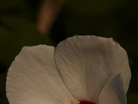 07-31-10-Sassafras-2887
