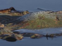 10-23-10-Mattawoman-6163
