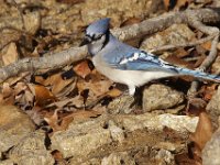 11-13-10-Rocky Gorge-7290