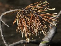 04-30-11-Rocky Gorge-9643