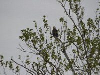 05-01-11-Piscatatway-9973