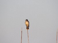 05-07-11-Mattawoman-0078
